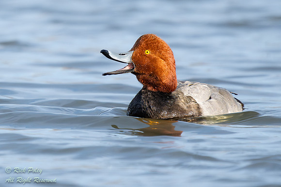 Drake Redhead (Aythya americana), NM