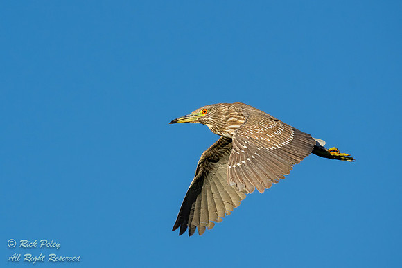 Immature Black-crowned Night Heron (Nycticorax nycticorax) in Fl
