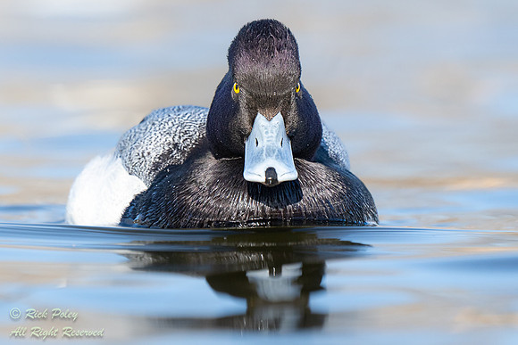 Lesser Scaup (Aythya affinis) Drake, NM