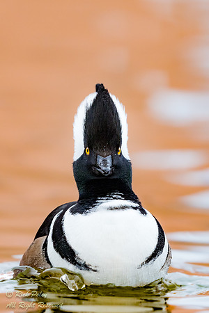 Hooded Merganser (Lophodytes cucullatus) Drake, NM