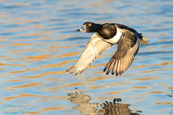 Drake Ring-necked Duck (Aythya collaris) in Flight Over Water,NM