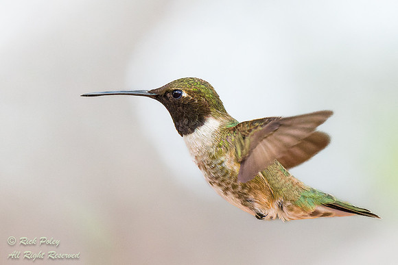 Male Black-chinned Hummingbird (Archilochus alexandri) in Flight