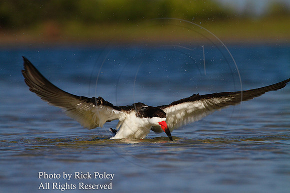 Bathing Skimmer (Rhynchops niger)