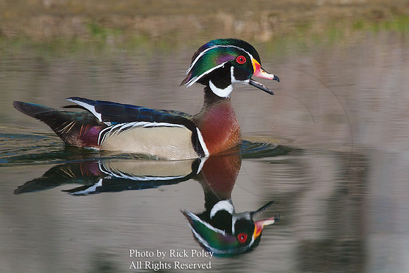 Male Wood Duck (Aix sponsa) Caliing