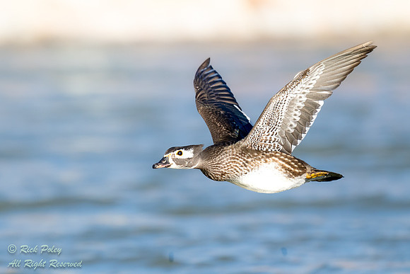 Hen Wood Duck (Aix sponsa) in Flight, NM
