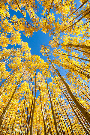 Aspen Forest in Fall; Santa Fe National Forest, NM