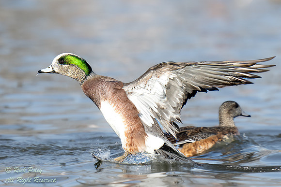 Male American Wigeon (Anas americana) Landing on Pond, NM