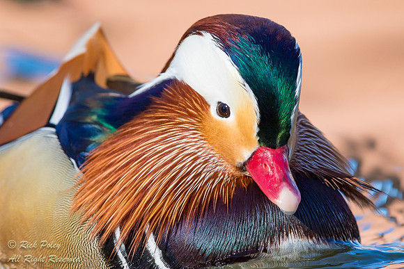 Mandarin Duck (Aix galericulata) Drake Portrait, NM