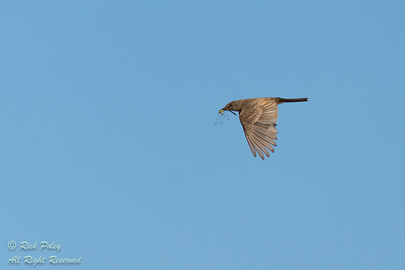 Say's Phoebe (Sayornis saya) in Flight, with Damselfly, NM
