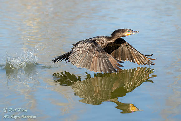 Neotropical Cormorant (Phalacrocorax brasilianus) Taking Flight,