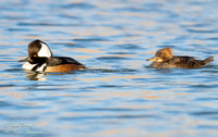 Drake & Hen Hooded Mergansers (Lophodytes cucullatus), NM