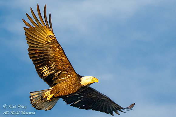Bald Eagle (Haliaeetus leucocephalus) in Flight Bathed in Golden