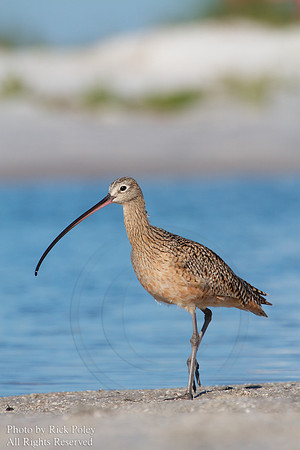 Long-billed Curlew (Numenius americanus)