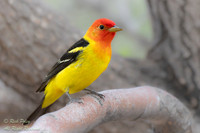 Male Western Tanager (Piranga ludoviciana) with Breeding Plumage