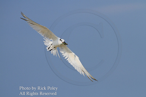 Sandwich Tern (Sterna sandvicensis) in Flight With fish