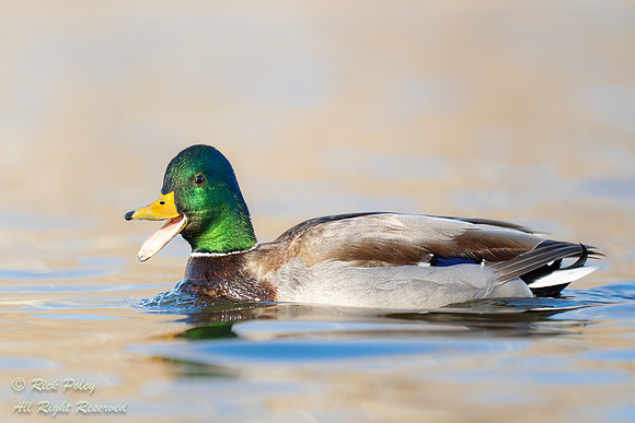 Male Mallard (Anas platyrhynchos) Quacking, NM