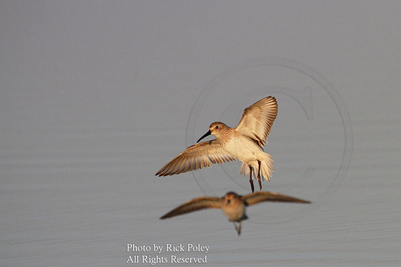 Western Sandpiper (Calidris mauri) landing;