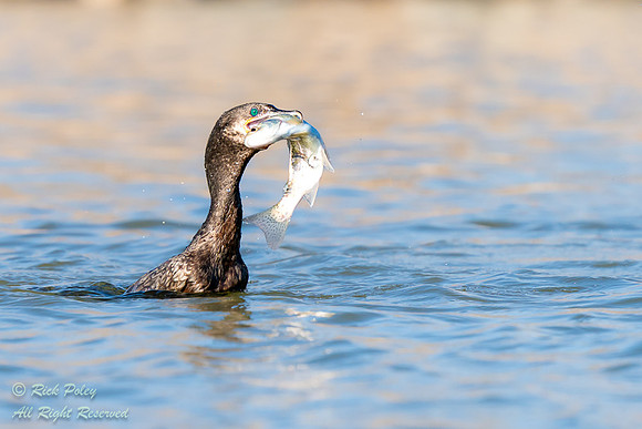 Juvenile Neotropical Cormorant (Phalacrocorax brasilianus) With