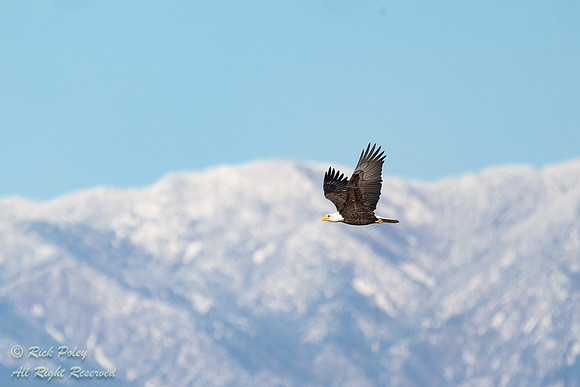Flying Bald Eagle (Haliaeetus leucocephalus) & Snow-covered Moun