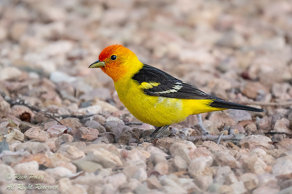 Foraging Male Western Tanager (Piranga ludoviciana) with Breedin