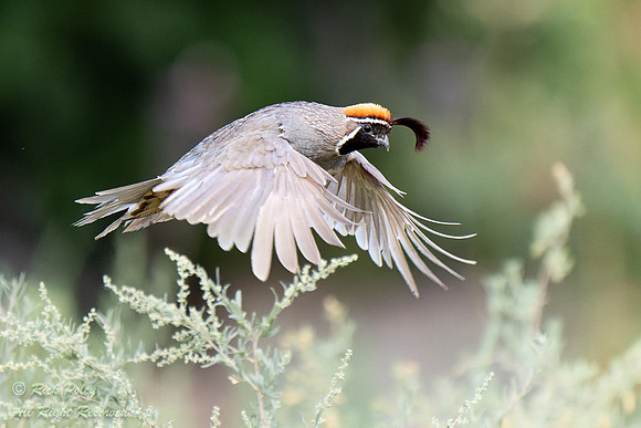 Male Gambel's Quail (Callipepla gambelii) in Flight, NM