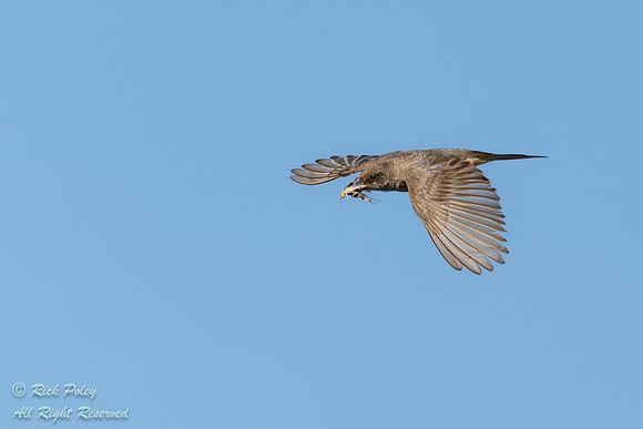 Say's Phoebe (Sayornis saya) Returning to Nest With a Grasshoppe