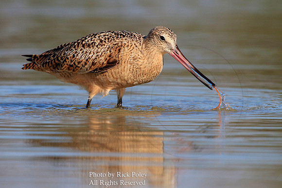 Marbled Godwit (Limosa fedoa) Feeding