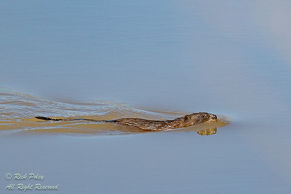 Swimming Muskrat (Ondatra zibethicus), NM
