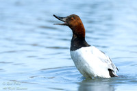 Preening Drake Canvasback (Aythya valisineria) With Open Bill, N