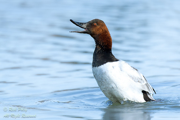 Preening Drake Canvasback (Aythya valisineria) With Open Bill, N
