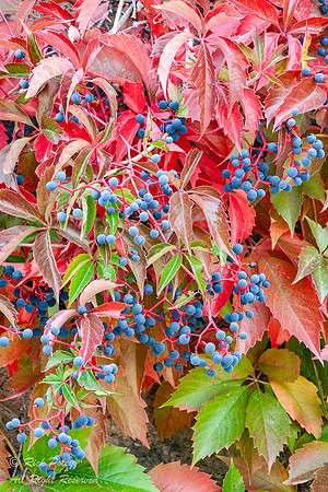Fruiting Virginia Creeper (Parthenocissus quinquefolia), NM