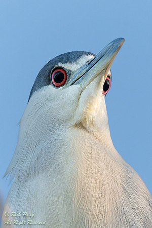Mature Black-crowned Night Heron (Nycticorax nycticorax) Portrai