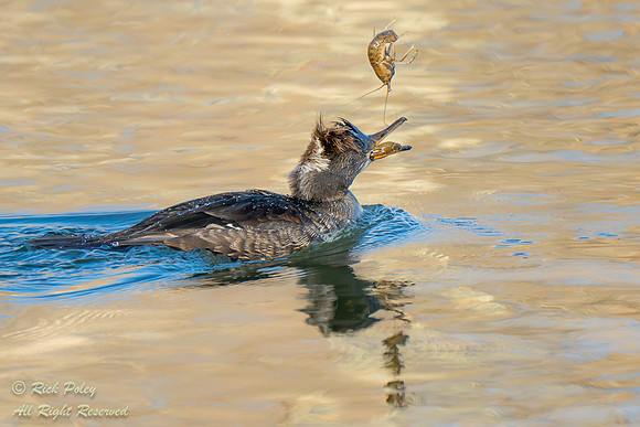 Female Hooded Merganser (Lophodytes cucullatus) with a Crayfish,