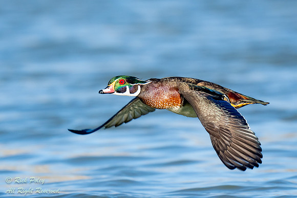 Wood Duck (Aix sponsa) Drake Flying, NM