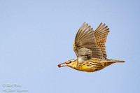 Western Meadowlark (Sturnella neglecta)  Flying With Invertebrat