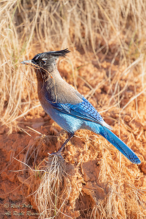 Steller's Jay (Cyanocitta stelleri) Gathering Nesting Materials,