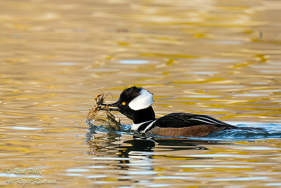Male Hooded Merganser (Lophodytes cucullatus) Feeding on Crayfis