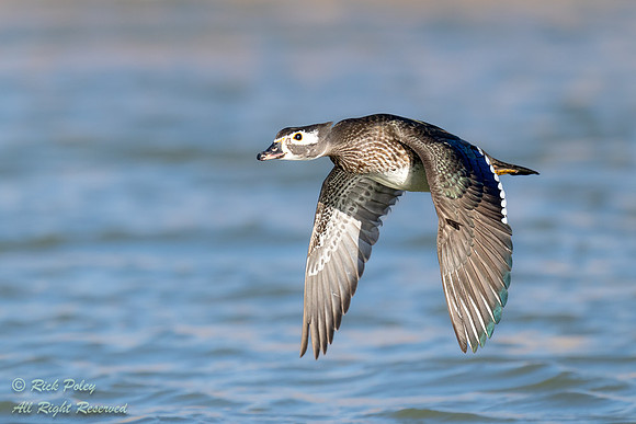 Female Wood Duck (Aix sponsa) in Flight, NM