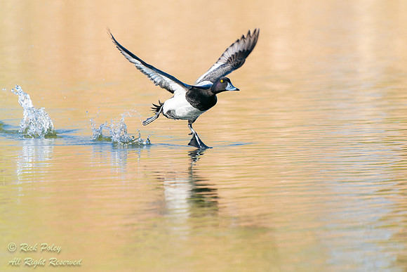 Drake Lesser Scaup (Aythya affinis) Running on Water, NM