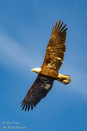 Bald Eagle (Haliaeetus leucocephalus) in Flight, NM