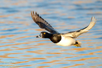 Drake Ring-necked Duck (Aythya collaris) in Flight Over Water,NM