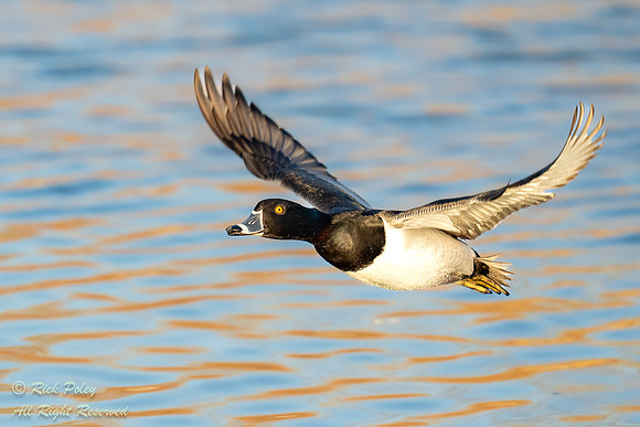 Drake Ring-necked Duck (Aythya collaris) in Flight Over Water,NM
