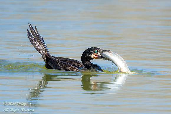 Neotropical Cormorant (Phalacrocorax brasilianus) Captures a Lar