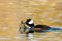 Male Hooded Merganser (Lophodytes cucullatus) Feeding on Crayfis