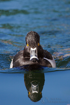 Ring-necked Duck (Aythya collaris)