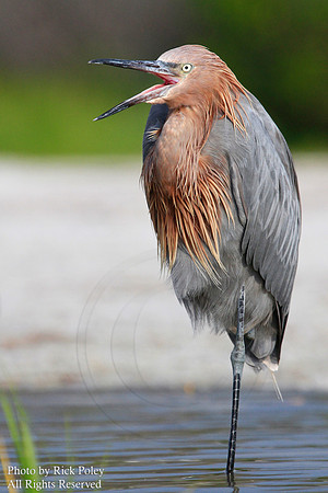 Reddish Egret (Egretta rufescens) Bill Open