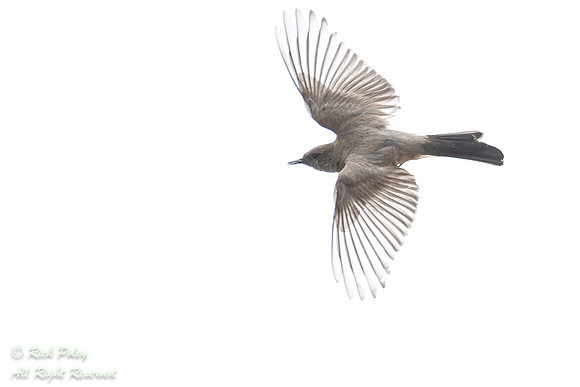 Say's Phoebe (Sayornis saya) in Flight, NM
