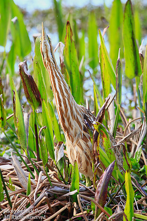 American Bittern (Botaurus lentiginosus)