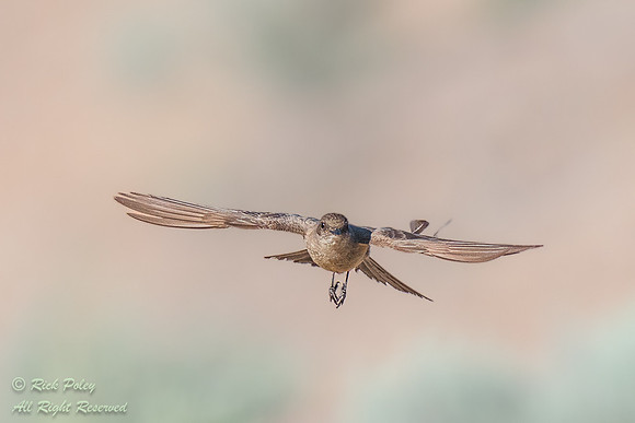 Say's Phoebe (Sayornis saya) in Flight, NM