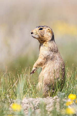 Gunnison Prairie Dog (Cynomys gunnisoni) Sentinel, NM